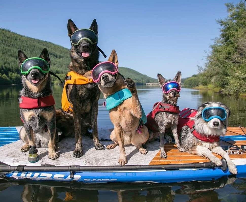 Group of dogs sitting on Thurso Surf Max multi-purpose SUP